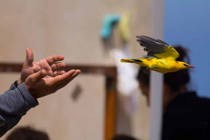 © Nizammetin Yavuz / Ελληνική Ορνιθολογική Εταιρεία