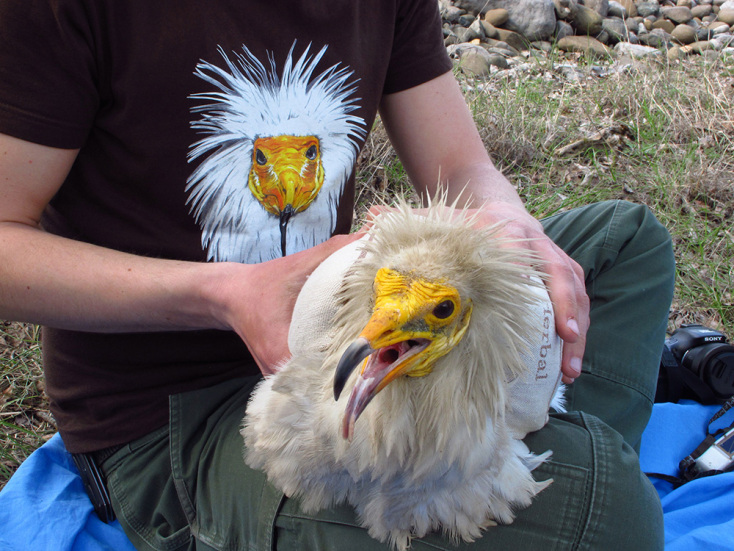 © Victoria Saravia / Ελληνική Ορνιθολογική Εταιρεία