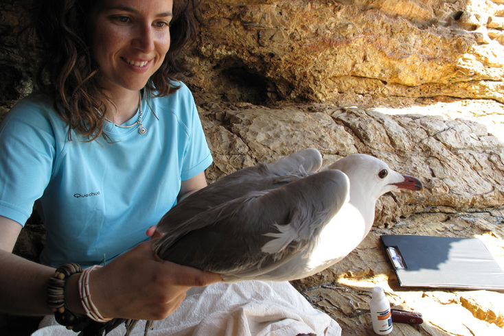 © Carlota Viada / Ελληνική Ορνιθολογική Εταιρεία