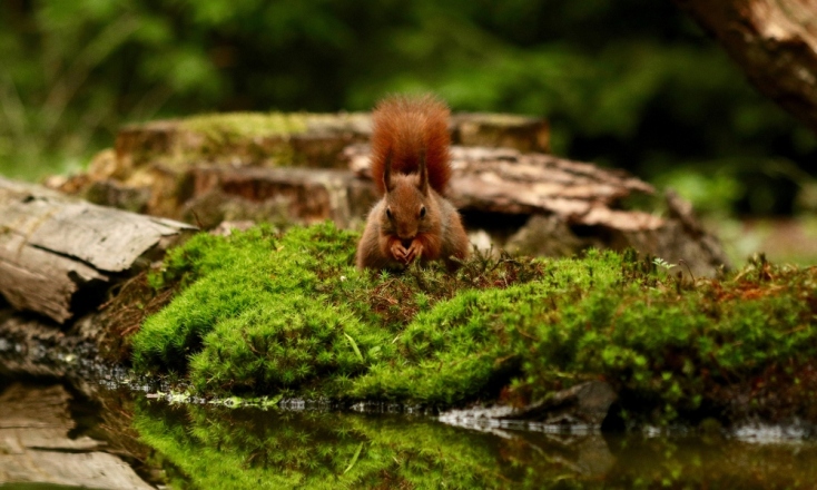 βιοποικιλότητα