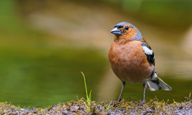 βιοποικιλότητα