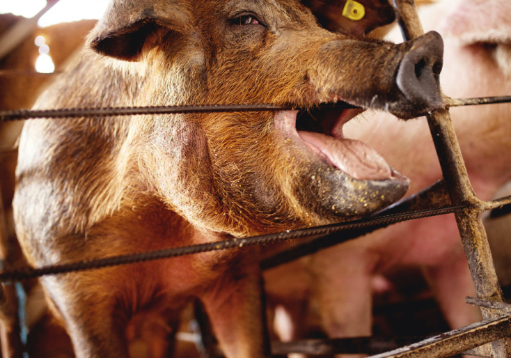 Το Μανιφέστο των Ζώων