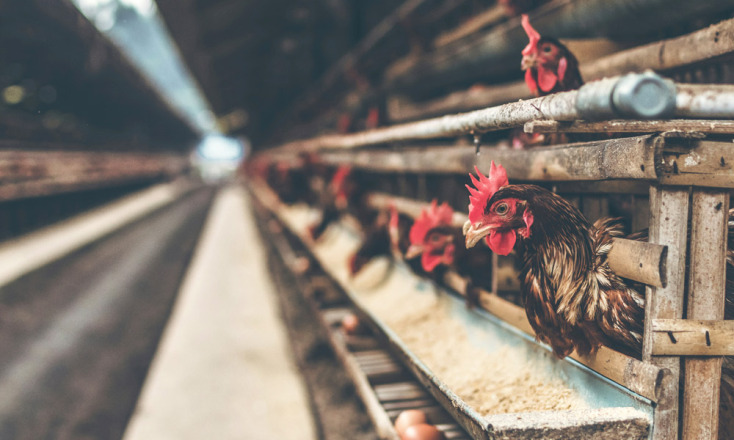 Το Μανιφέστο των Ζώων