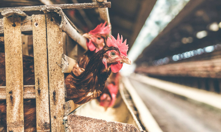 Το Μανιφέστο των Ζώων