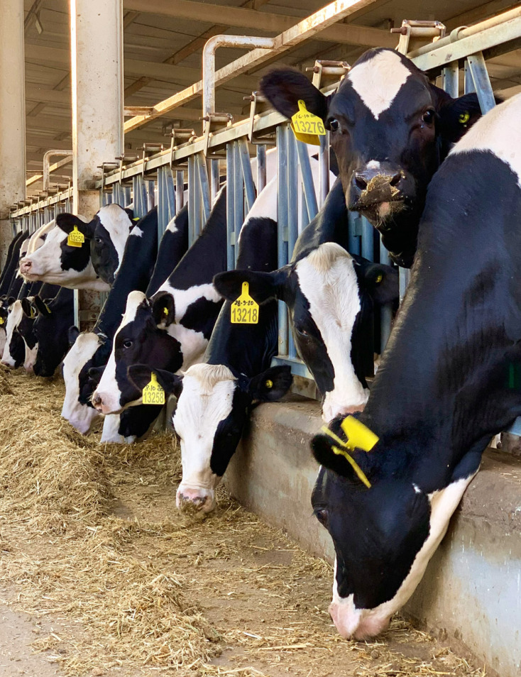 Το Μανιφέστο των Ζώων