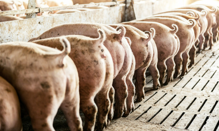 Το Μανιφέστο των Ζώων