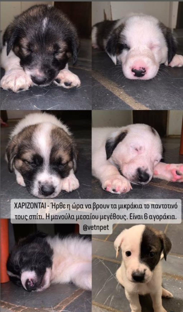 Γιατί τα σκυλιά παθαίνουν Διροφιλαρίωση?