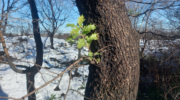 Όσα πρέπει να γίνουν την επόμενη μέρα στον Έβρο