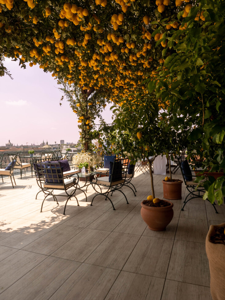 limonaia_urbana_barilla