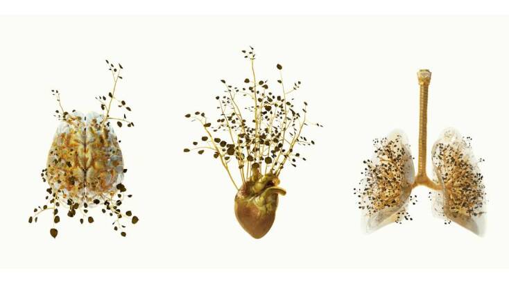 Κώστας Πηγαδάς, «Εγκέφαλος», «Καρδιά», «Πνεύμονες»