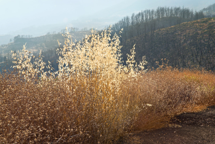 Περικλής Μπούτος: Συνέντευξη με τον φωτογράφο με αφορμή την έκθεσή του «Καταστροφή και Αναγέννηση» στην γκαλερί 7