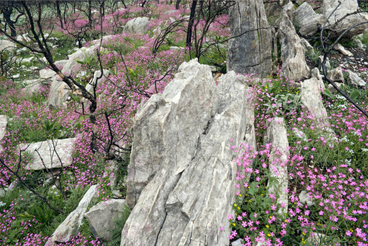 Περικλής Μπούτος: Συνέντευξη με τον φωτογράφο με αφορμή την έκθεσή του «Καταστροφή και Αναγέννηση» στην γκαλερί 7
