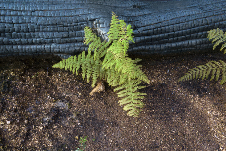 Περικλής Μπούτος - Καταστροφή και Αναγέννηση