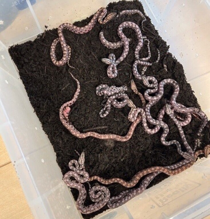 Βραζιλιάνικος βόας γέννησε 14 μωρά φίδια χωρίς ζευγάρωμα - Σπάνιο παράδειγμα παρθενογένεσης σε κολέγιο του Πόρτσμουθ - Οι εξηγήσεις των επιστημόνων. 