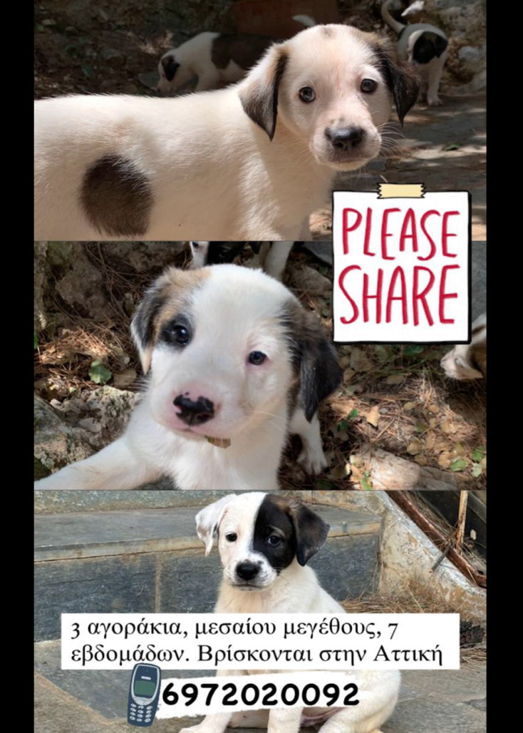 Αντικρουόμενη φιλοζωία: Βρήκα ένα ζώο, να το ανεβάσω ή θα πέσουν να με φάνε;