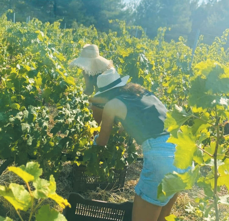 Οινοποιείο Σταμάτη Νικολάου