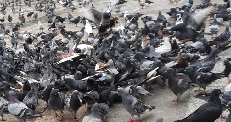 Περιστέρια