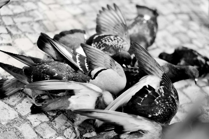 Περιστέρια: Ιπτάμενοι αρουραίοι