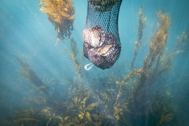 Aiko Ohno, "Hide and Seek with Ama Divers and Abalones"