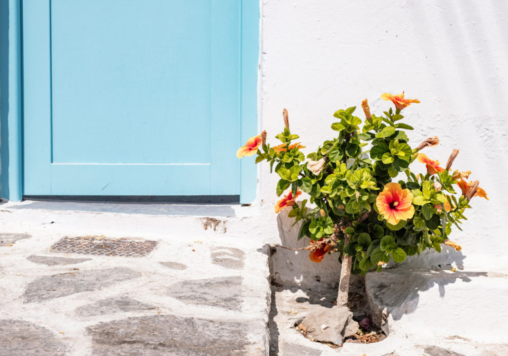 Χαρούμενα λουλούδια στο καλοκαιρινό «λιοπύρι»