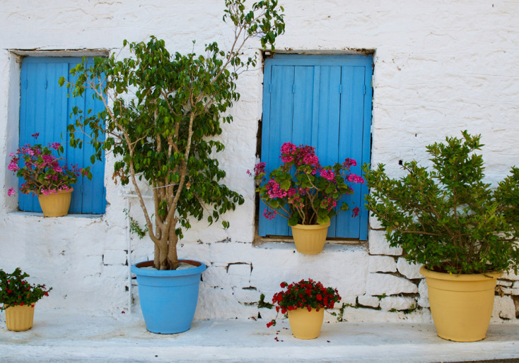 Χαρούμενα λουλούδια στο καλοκαιρινό «λιοπύρι»