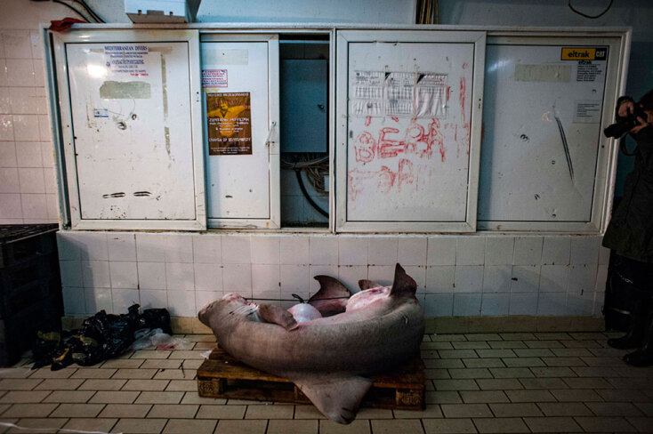 Χαράματα στην Ιχθυόσκαλα Κερατσινίου με τη Μάρω Κουρή