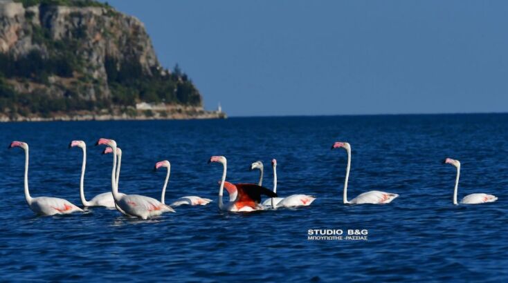 Δώδεκα πανέμορφα φλαμίνγκο χάρισαν μοναδικό θέαμα στο Ναύπλιο 