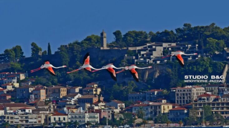 Δώδεκα πανέμορφα φλαμίνγκο χάρισαν μοναδικό θέαμα στο Ναύπλιο 