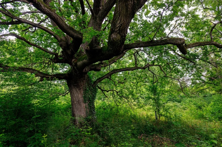 Η πυρκαγιά στο Κιλκίς δεν πείραξε το δάσος των Μουριών που έχει κηρυχθεί διατηρητέο μνημείο της φύσης - Απειλήθηκε λόγω των ισχυρών ανέμων. 