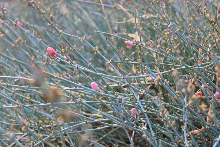 Η Ephedra foeminea, ένα χαρακτηριστικό γυμνόσπερμο που είναι άφθονο στις περιοχές μελέτης  © Μπουλούκι