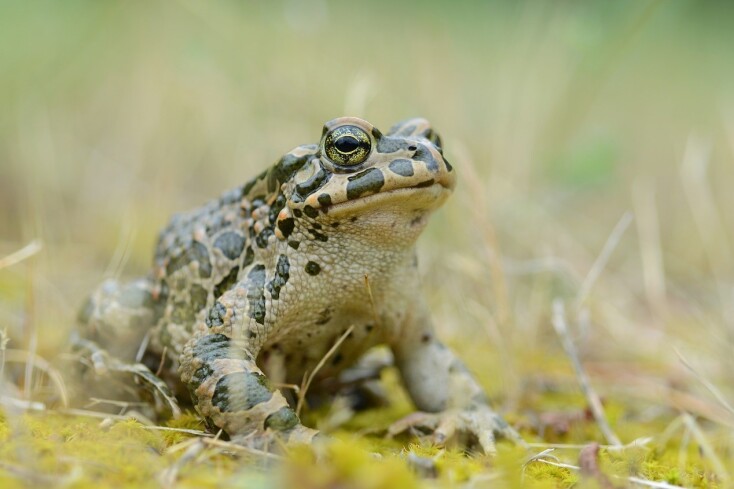 Ο Πρασινόφρυνος, ή αλλιώς Bufotes viridis , χαρακτηριστικό είδος της Ίου, όπου σύμφωνα με τους ειδικούς, βρίσκεται στο χείλος της εξαφάνισης.  © Ηλίας Τζώρας / MedINA