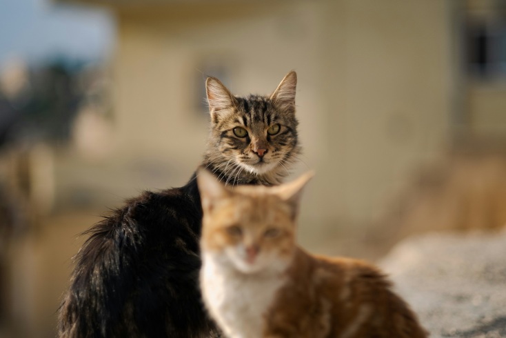 Έρευνα για τις αντιδράσεις των οικόσιτων γατών στην απώλεια ενός άλλου ζώου συντροφιάς - Φαίνεται να θρηνούν τον θάνατο άλλων κατοικίδιων.