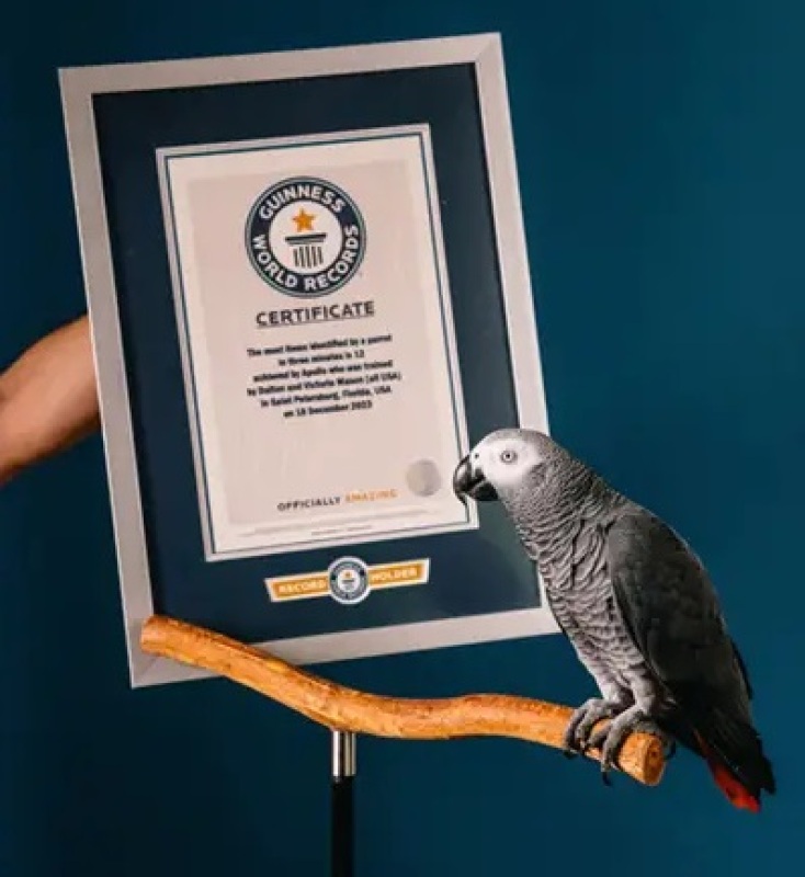 Παπαγάλος πέτυχε ρεκόρ Γκίνες χάρη στην ευφυΐα του - Ο Απόλο κατονόμασε με επιτυχία 12 αντικείμενα σε μόλις 3 λεπτά - Το πανέξυπνο πτηνό έγινε viral στο TikTok.