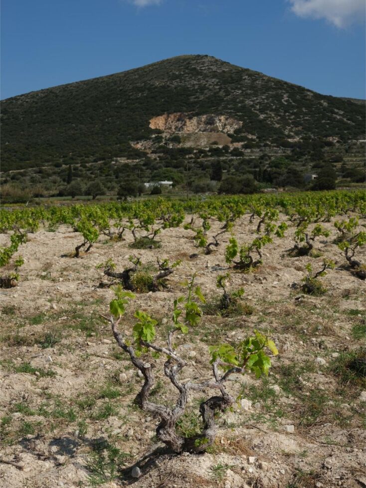Paros Farming Community 