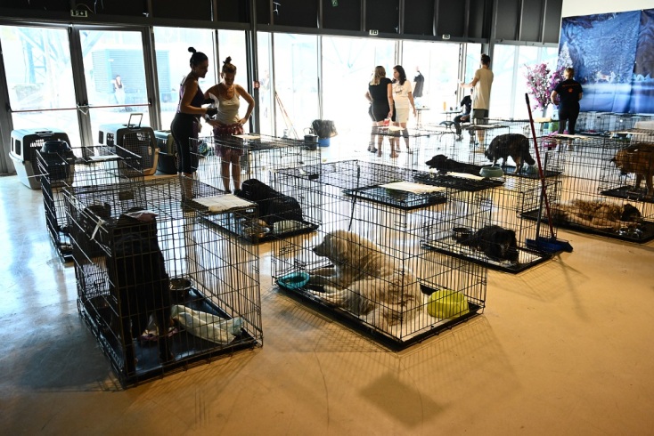 Φωτιά στην Αττική: Στο Κλειστό Ολυμπιακό Γυμναστήριο του Δήμου Γαλατσίου φιλοξενούνται 156 πυρόπληκτα ζώα - Ισχυρή συμμετοχή από την τοπική κοινωνία.