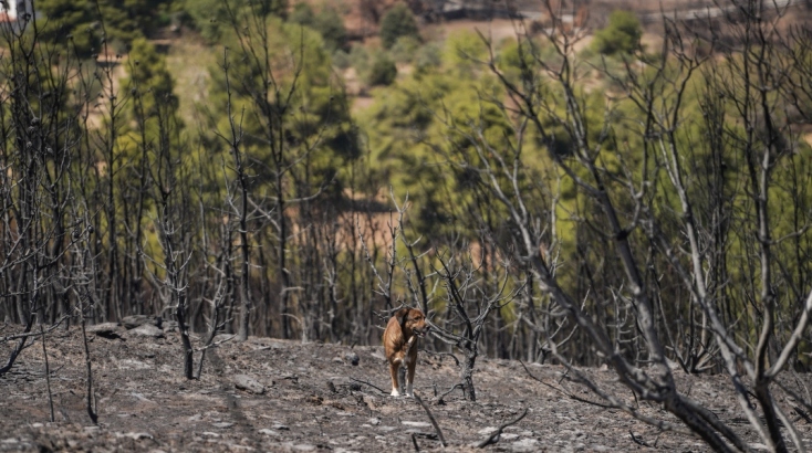 Η Βορειοανατολική Αττική και η Πεντέλη καίγονται διαδοχικά από το 1981