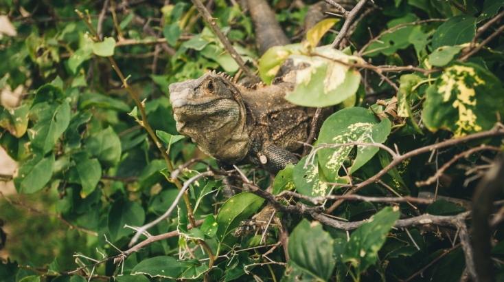 Ο γενειοφόρος δράκος είναι μια σαύρα που κατάγεται από την Αυστραλία.