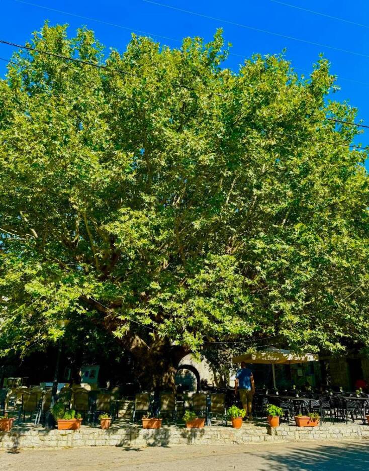 Παρατηρώντας τη στάθμη του Μόρνου από το γραφικό Λιδωρίκι