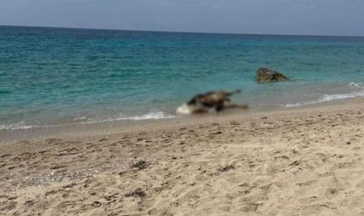 Λευκάδα: Νεκρές αγελάδες ξέβρασε η θάλασσα σε παραλίες - Τι αναφέρουν οι πρώτες πληροφορίες