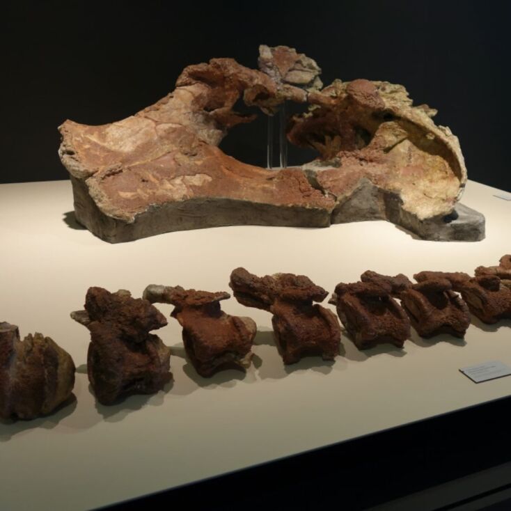 Τα απολιθώματα ενός νέου είδους δεινοσαύρου ανακάλυψαν ερευνητές στην Ισπανία