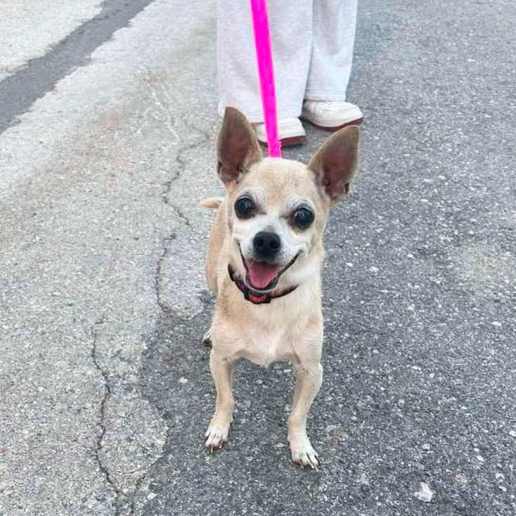 Τα αδέσποτα εκπέμπουν SOS