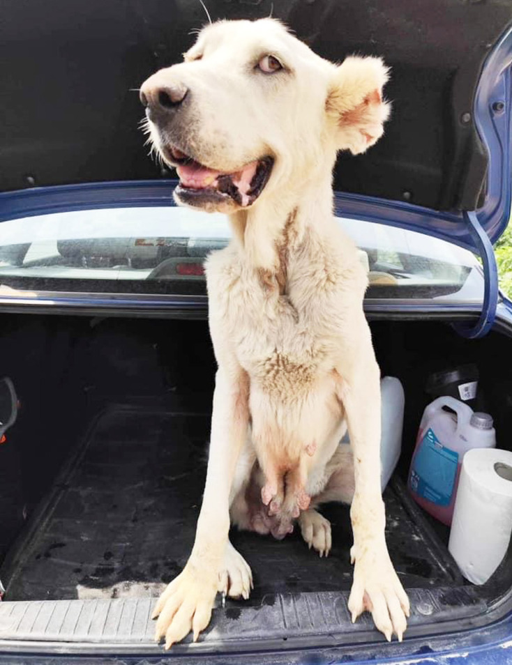 Τα αδέσποτα εκπέμπουν SOS