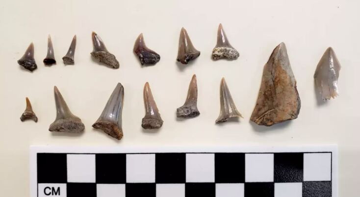 Λος Άντζελες: Απολιθώματα 8,7 εκατ. ετών βρέθηκαν κάτω από λύκειο