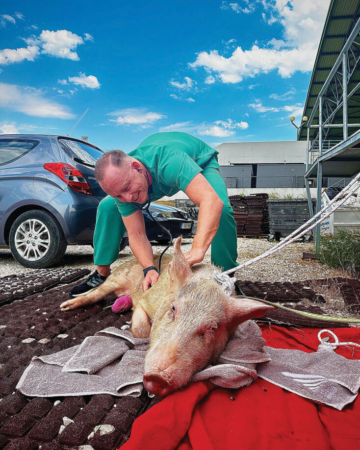 Εθελοντική Δράση Κτηνιάτρων (ΕΔΚΕ): Ο συντονιστής Στέφανος Μπάτσας μιλάει για την αφιλοκερδή κτηνιατρική βοήθεια που παρέχει η οργάνωση σε αδέσποτα ή άγρια ζώα 