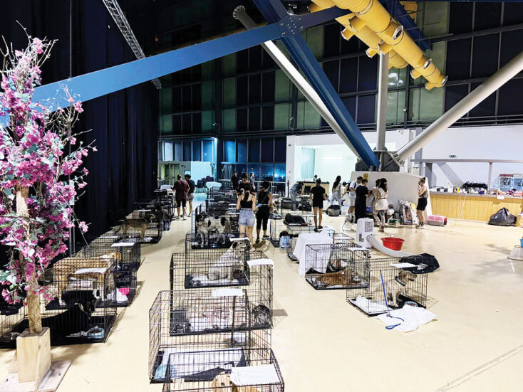 Εθελοντική Δράση Κτηνιάτρων (ΕΔΚΕ): Ο συντονιστής Στέφανος Μπάτσας μιλάει για την αφιλοκερδή κτηνιατρική βοήθεια που παρέχει η οργάνωση σε αδέσποτα ή άγρια ζώα 