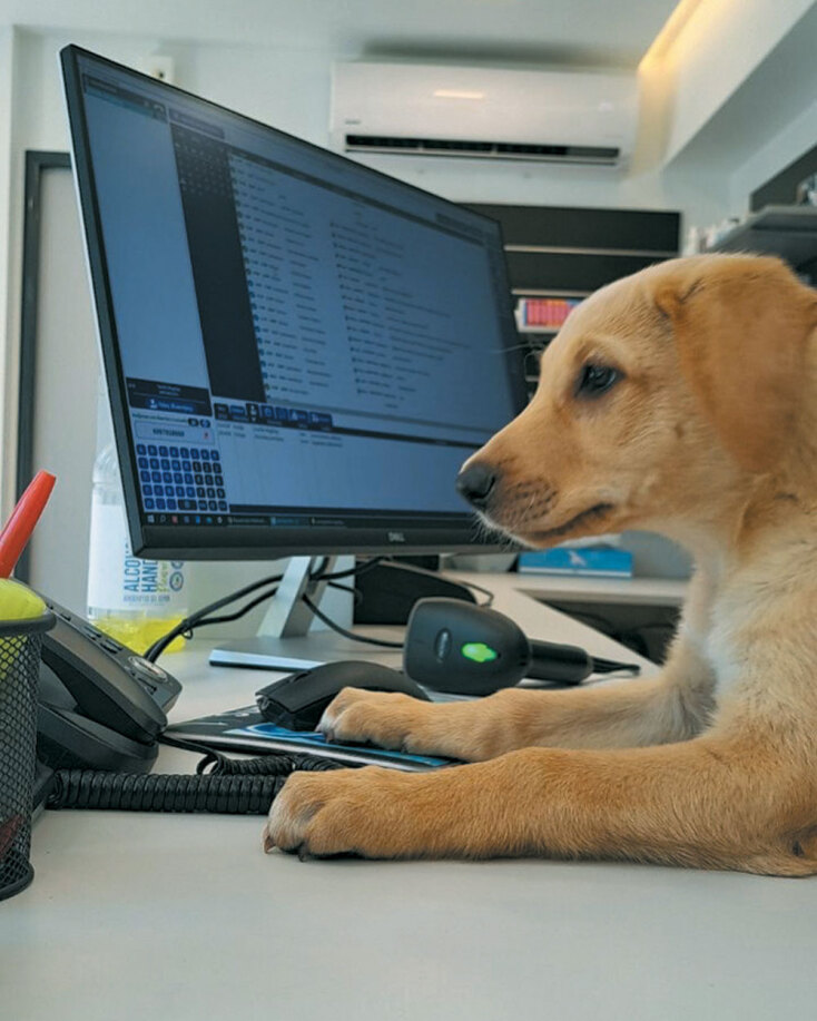 Surgivets: Υψηλού επιπέδου εξειδικευμένη ιατρική φροντίδα για τα ζώα συντροφιάς