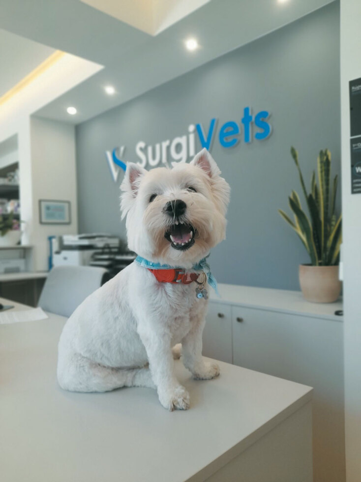 Surgivets: Υψηλού επιπέδου εξειδικευμένη ιατρική φροντίδα για τα ζώα συντροφιάς