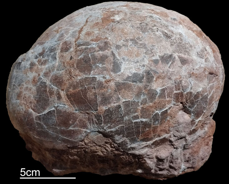 Μουσείο Παλαιοντολογίας και Γεωλογίας: Ένα διαφορετικό Jurassic Park στην Αθήνα