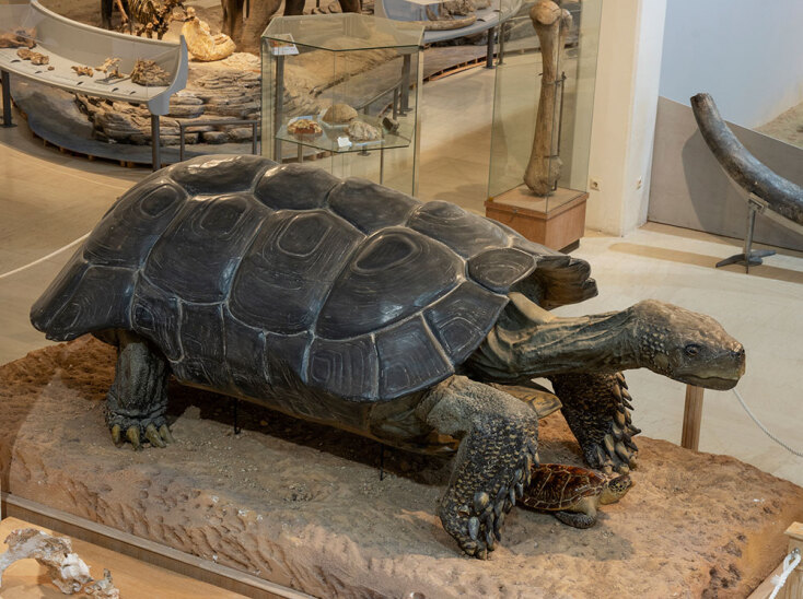 Μουσείο Παλαιοντολογίας και Γεωλογίας: Ένα διαφορετικό Jurassic Park στην Αθήνα - Γιγαντιαία χελώνα Πικερμίου