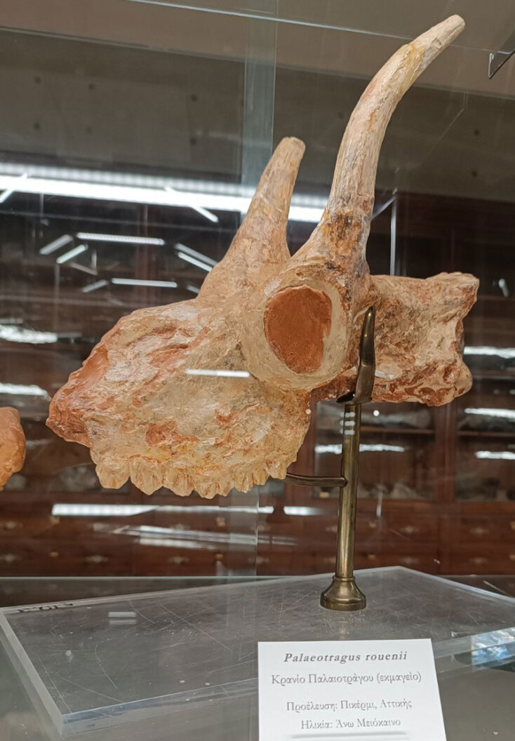 Μουσείο Παλαιοντολογίας και Γεωλογίας: Ένα διαφορετικό Jurassic Park στην Αθήνα - Κοντόλαιμη καμηλοπάρδαλη